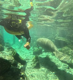 Discover the magic of manatee viewing in Crystal River, FL—up close, calm, and unforgettable.
