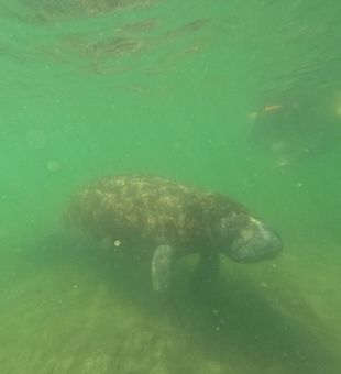 Crystal River manatee encounter in Florida's pristine waters!