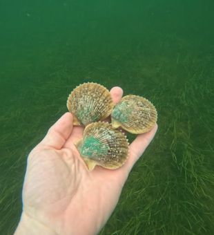Fresh scallops from Crystal River's pristine waters!