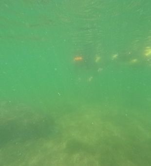 Exploring the underwater world of Crystal River Florida!