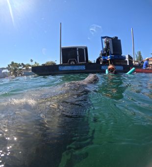 Sunlit swim with a friendly manatee—pure magic!