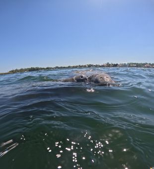 Playful manatees surfacing under the Florida sun!