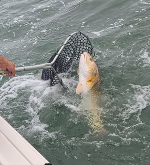 Intense Charleston Redfish Landing