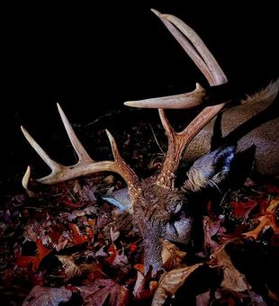 Deer Down!  - Millboro, VA.