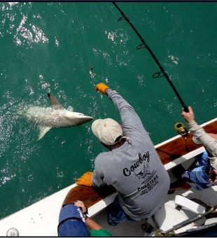 Thrill of the hunt with Shark fishing!