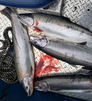 Salmon Spectacle in Oregon