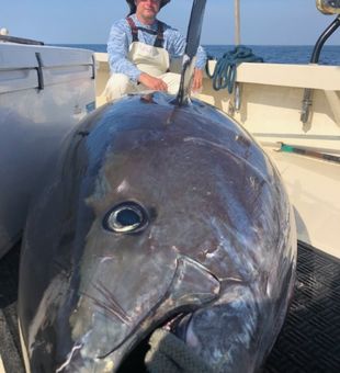 Giant Tuna Fishing MA Coast