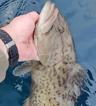 Panama City Gag Grouper In Visuals