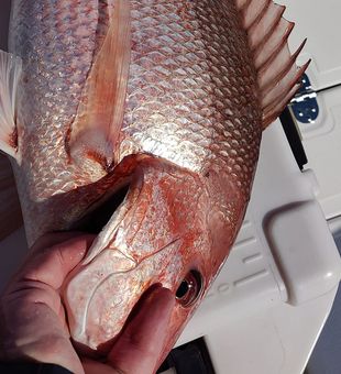 Snapper Bliss Awaits in Panama City, FL