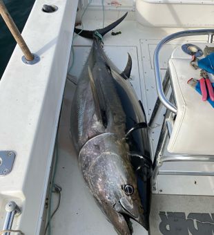 Tuna Marvel In Duxbury, MA