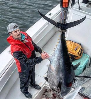 Duxbury Gigantic Tuna Capture