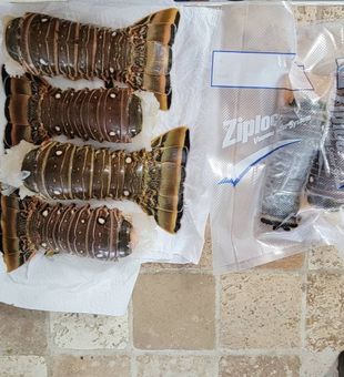 Lobster fishing trips in Cudjoe Fey Florida