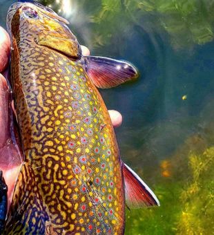 Brook Trout  from Horseshoe Lake