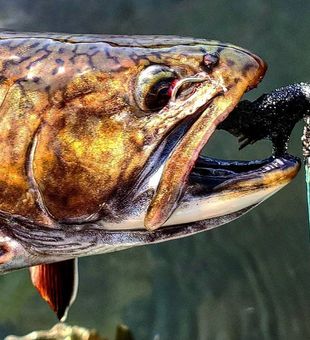 Brook Trout  from Horseshoe Lake