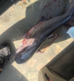 Big catch brought aboard in Willis TX waters!