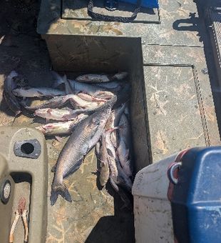 Blue catfish success in Willis TX waters!