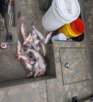 Blue catfish action from Willis, Texas waters!