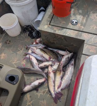 Blue catfish haul from Willis TX waters!