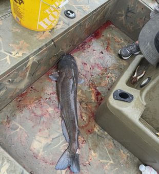Willis TX channel catfish ready for the table!