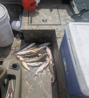 Blue catfish and white catfish from Willis TX!