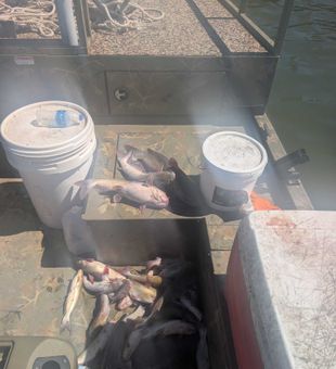 Willis TX channel catfish filling up the boat compartments!