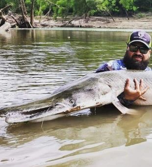 Monster alligator gar landed in Cayuga TX waters!
