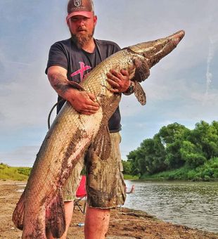 Monster alligator gar from Cayuga TX waters!