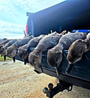 Wild Duck Stack - Port Aransas, TX.