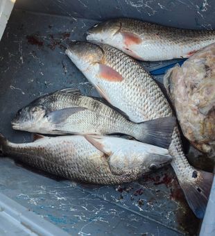 Loaded Port Mansfield redfish and black drum!