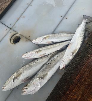 Fresh catch of the day!