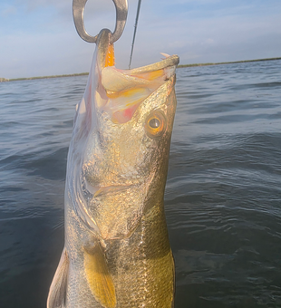 Great catch using light tackle drift fishing at Conn Brown Harbor on a partly cloudy day!