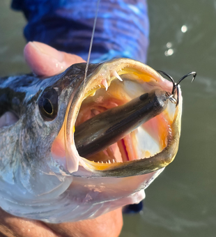 Nice catch using light tackle drift fishing technique!