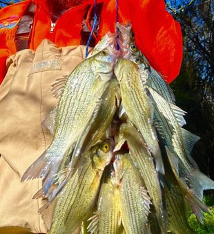 100+ white bass day near Dallas