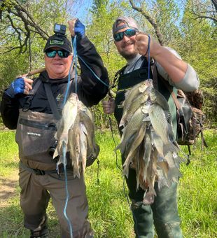 DFW creeks full of white bass
