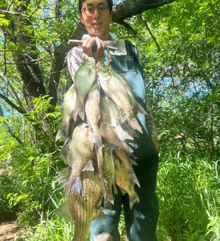 White bass blitz in North Texas