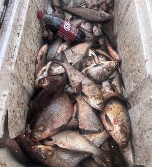 Productive Panfish Harvest