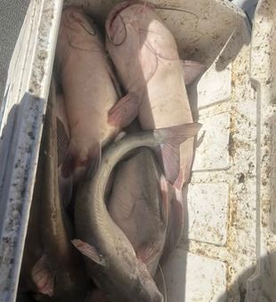Hooked up on a Lake Lavon Texas fishing adventure.