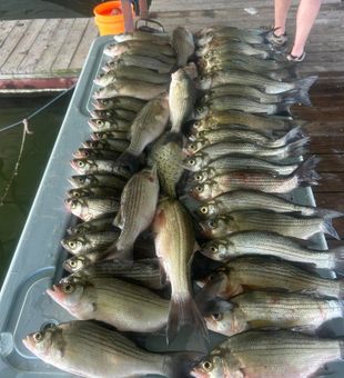 Loaded with Lake Lavon white bass!