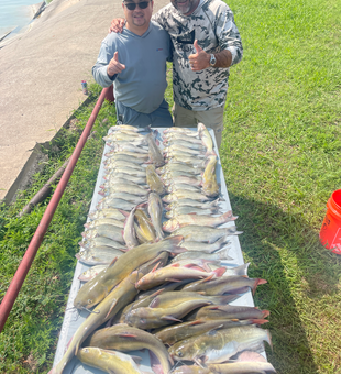 Nice mixed bag of catfish and bullhead from Lavon Lake!