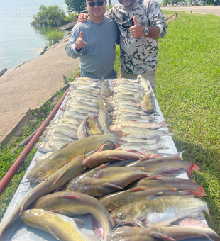 Impressive channel catfish haul from Lavon Lake!