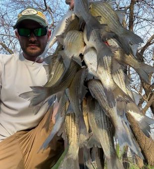 DFW white bass stacked in creeks