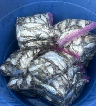 Abundant Baitfish Catch