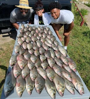 Plano white bass and striped bass filling the table!