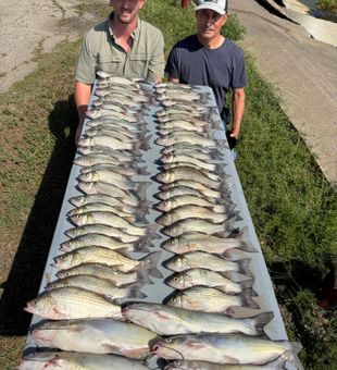 Outstanding mixed bag of white bass and catfish from Plano!
