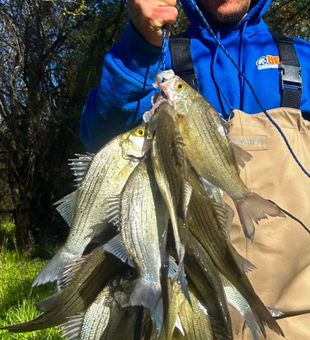 Spawning white bass in DFW