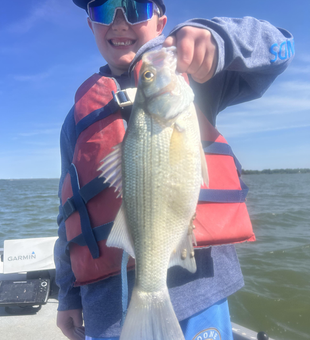 Beautiful white bass landed at Lavon Lake!