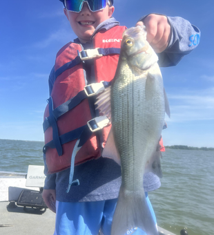Nice white bass from Lavon Lake!