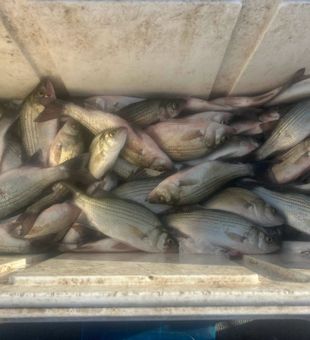 White bass and white perch haul from Plano TX!