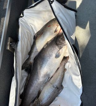 Breathtaking fishing success with a full bag of Chinook salmon