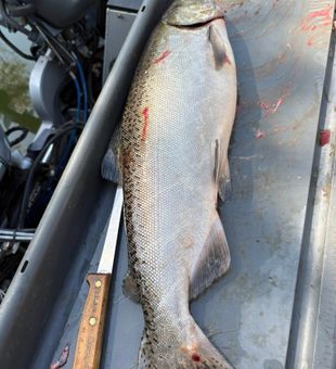 Magnificent Chinook salmon ready for cleaning after a successful fishing trip!